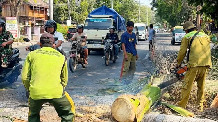 Rawan Tumbang, Lebih dari 100 Pohon Palem Tua dan Keropos di Rembang Mulai Ditebang