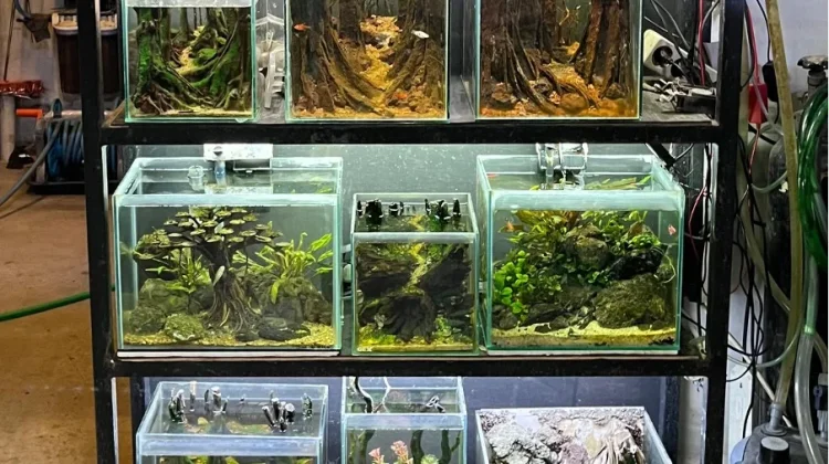 Aquascape, ketika Alam Dipindahkan ke dalam Akuarium