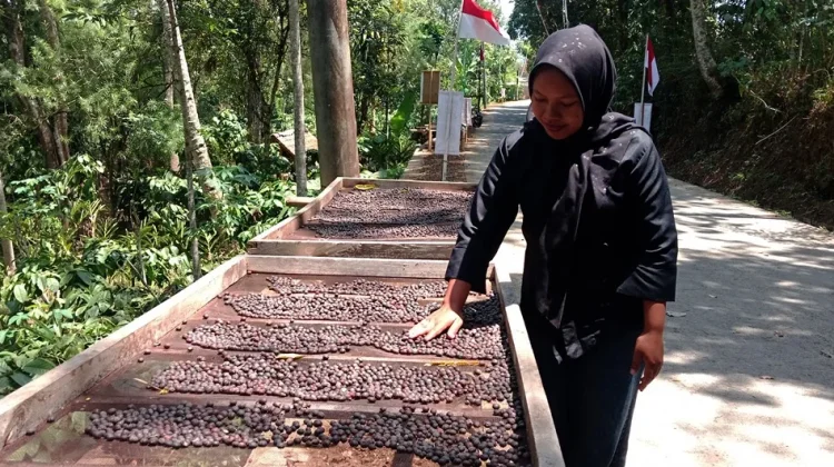 Ekpor ke Dubai, Kopi Robusta Banjarsari Grabag Magelang Menuju Cangkir Dunia