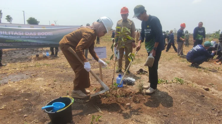 Lahan Perhutanan Sosial Kawasan DAS Bodri Kendal Ditanami Sengon dan Mangga