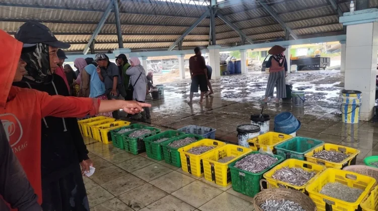 Musim Timuran, Nelayan Wonokerto Terjepit, Tangkapan Anjlok dan Lelang TPI Sepi