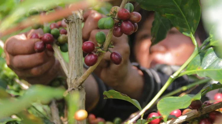 Nilai Uji Kopi Asal Magelang Tembus di Atas 80, Potensi Pasar dan Nilai Jual Menguat