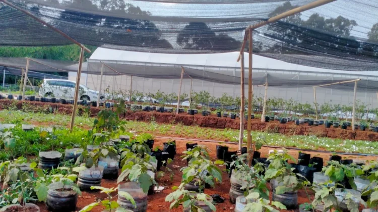 Kampus 3 Ponpes Fadlul Fadlan Semarang Targetkan Kemandirian Pangan Santri