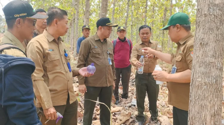 Percepat Pertumbuhan Jati Plus, Perhutani Uji Nutrimon di Telawa
