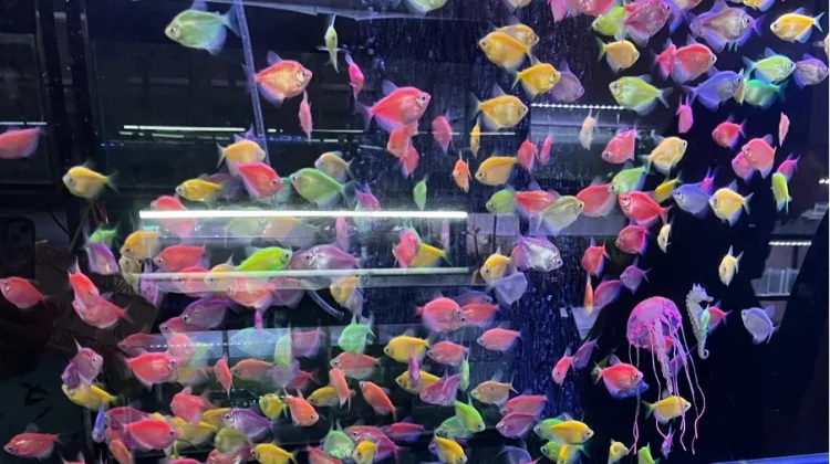 Warna GloFish Menyala, Benarkah karena Suntikan?
