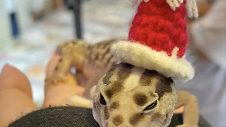 Gecko, Reptil Kecil yang Menarik untuk Dipelihara