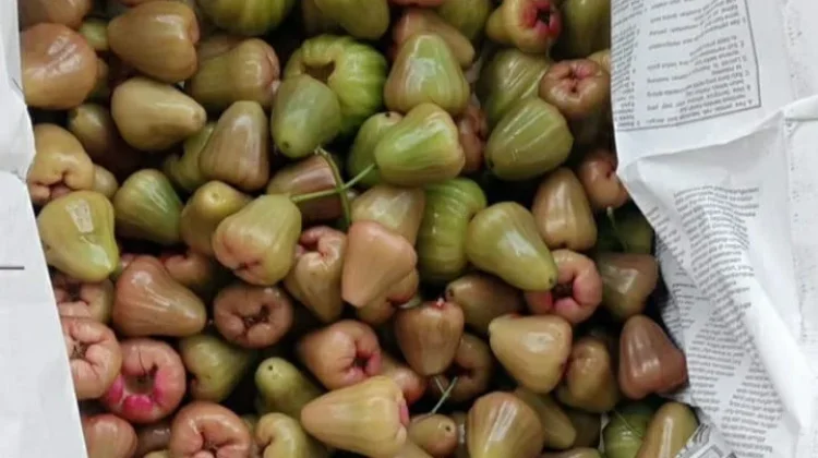 Tips Menyimpan Jambu Cincalo agar Tahan Lebih Lama