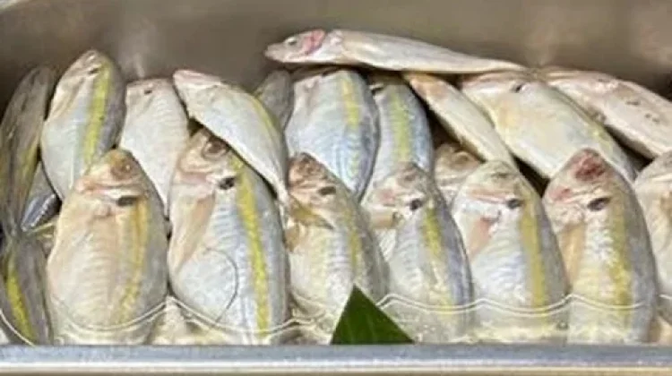 Ikan Selar Kuning, Ikan Laut yang Kaya Nutrisi