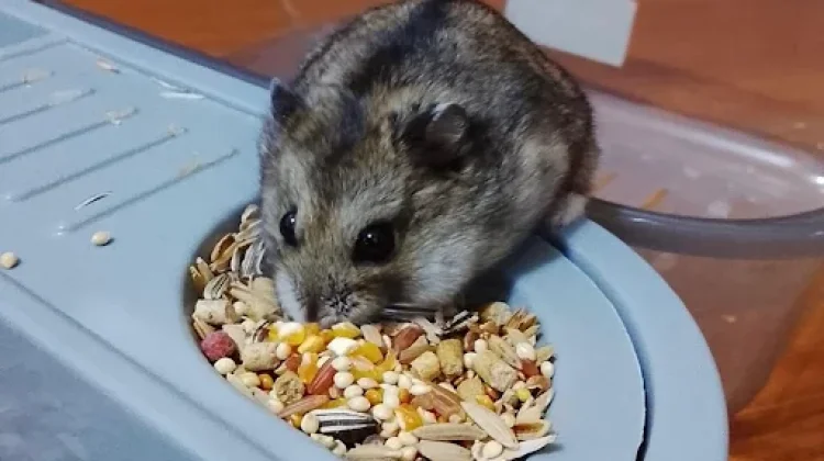 Hamster, Hewan Peliharaan yang Mungil dan Menggemaskan