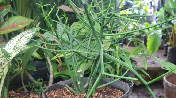 Tanaman Patah Tulang kaya Manfaat