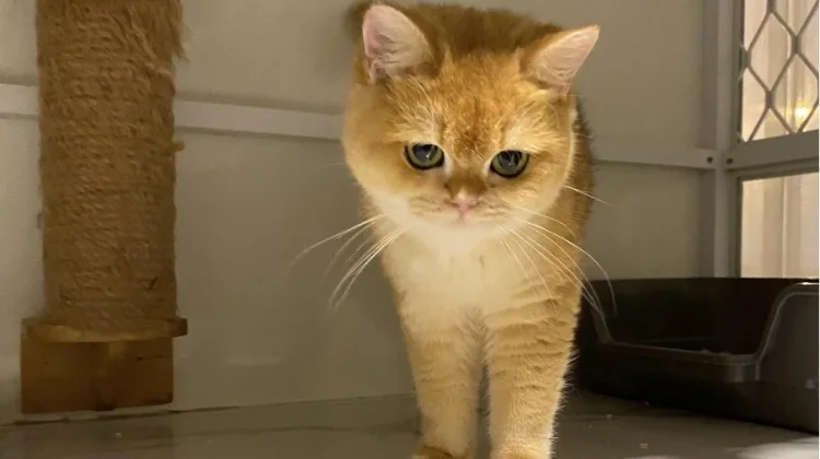 Tips Merawat Kucing British Shorthair di Rumah