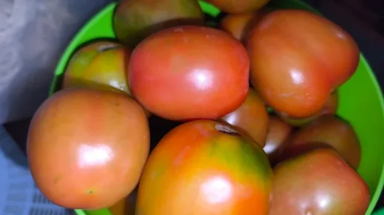 Tips Memilih Sayuran Tomat yang Fresh