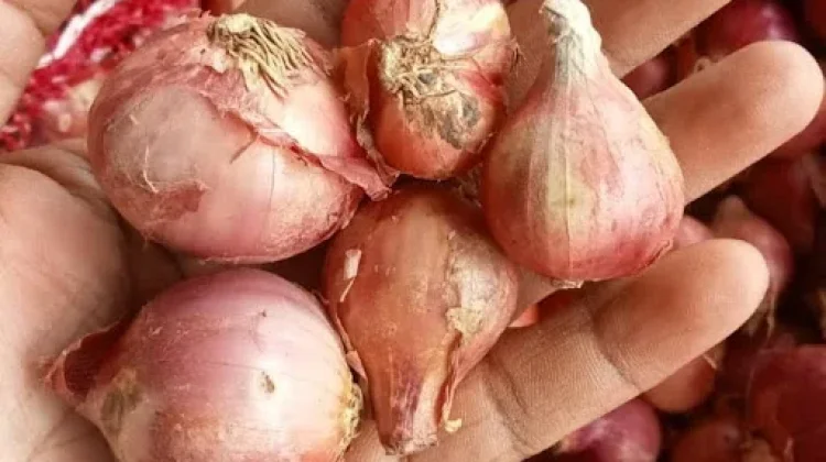 Tips Menyimpan Bawang Merah agar Tidak Cepat Busuk