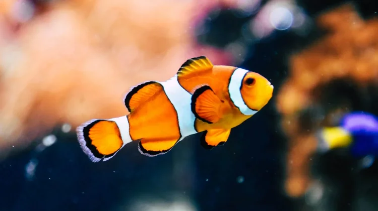 Ikan Badut Bisa Berganti Jenis Kelamin Secara Alami