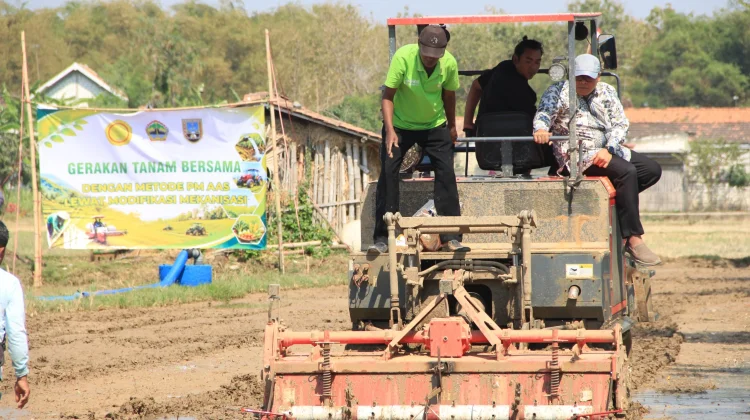 PM-AAS Diterapkan di Rembang, Populasi Tanaman Padi Bisa Tembus 1 Juta per Hektare