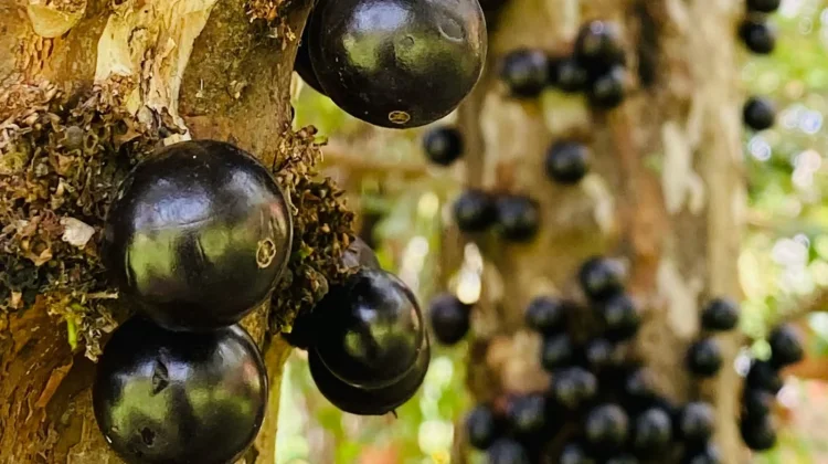 Jaboticaba, Buah Unik yang Tumbuh di Batang