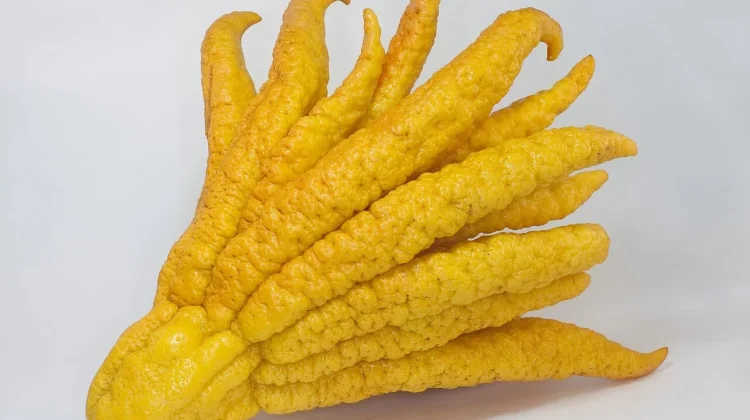 Buah Tangan Buddha, Buah Jeruk dengan Bentuk Seperti Jari