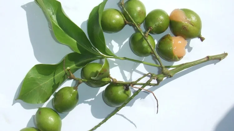 Mamoncillo, Buah Hijau dengan Daging Seperti Jelly
