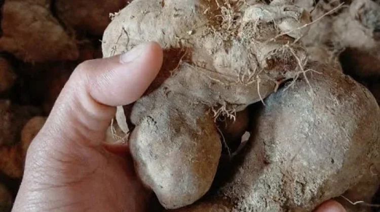 Ide Camilan Modern Berbahan Dasar Gembili Ketan