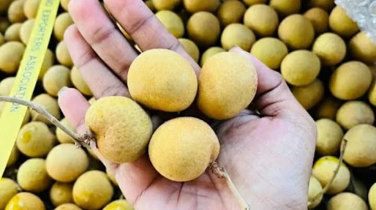 Cara Memilih Kelengkeng yang Manis dan Berkualitas