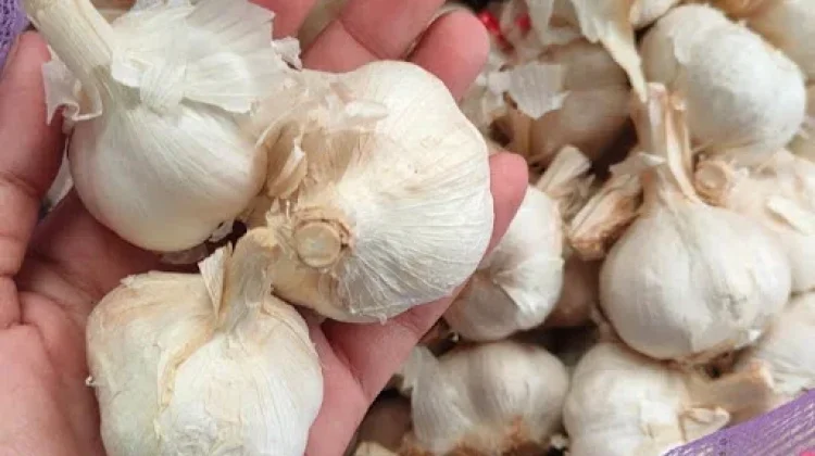 Cara Menyimpan Bawang Putih agar Tidak Cepat Busuk