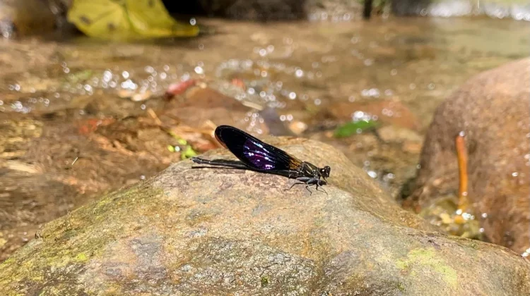 Capung Hitam, Habitat dan Perilakunya