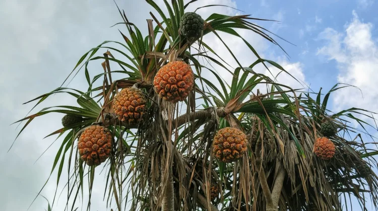 Hala Fruit, Buah Tropis Unik dari Pesisir Pasifik