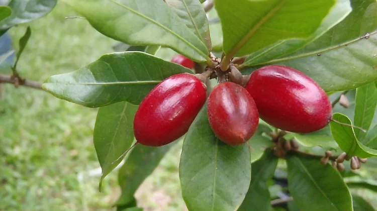 Miracle Fruit, Buah yang Dapat Mengubah Rasa Asam