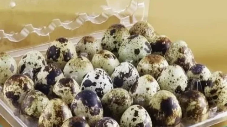 Berbagai Olahan Lezat Berbahan Dasar Telur Puyuh