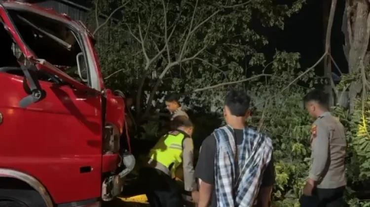 Pohon Trembesi Tumbang di Jalan Raya Pati-Juwana, Arus Lalu Lintas Sempat Terganggu