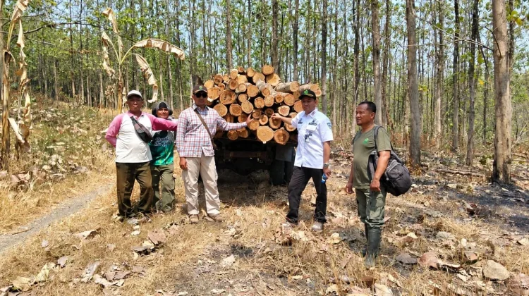 Buka Peluang Kerja bagi Warga, Perhutani Telawa Percepat Tebangan E Jati