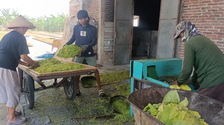 Cuaca Terik, Keuntungan Sekaligus Beban Bagi Petani Tembakau