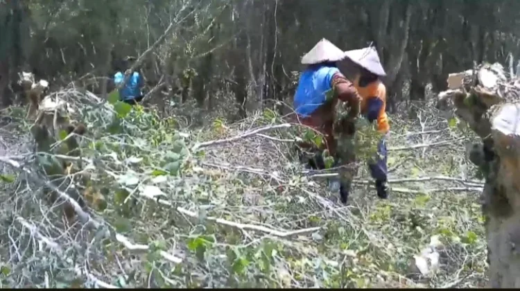 Kelola 2.000 Hektare Kayu Putih, Perhutani Buka Penghasilan bagi Warga