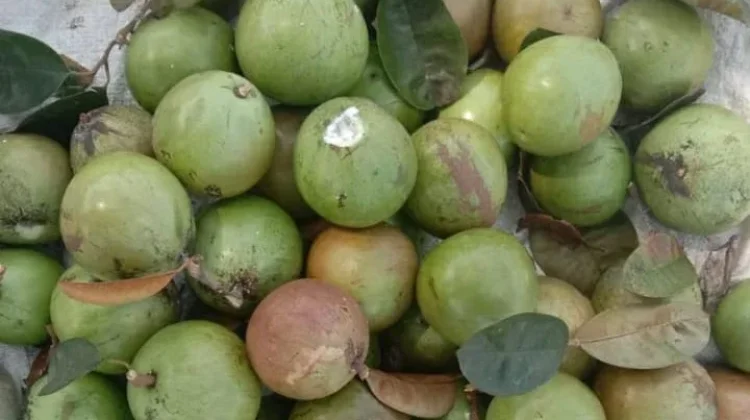 Cara Menyimpan Buah Sawo Susu agar Tetap Berkualitas