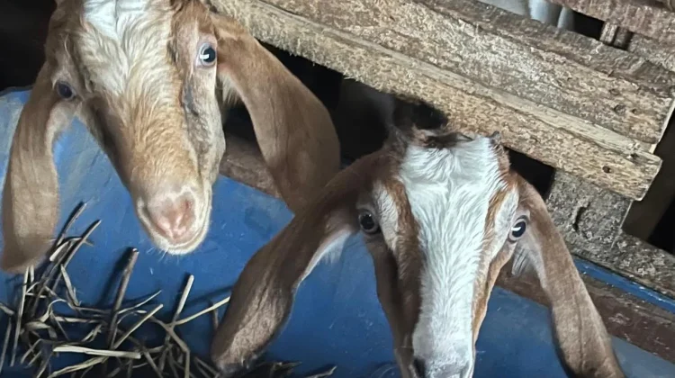 Tak Hanya Sapi, Susu Kambing Simpan Kekayaan Manfaat