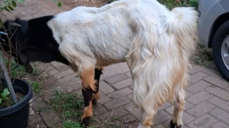 Kambing: Hewan Ternak yang Kaya Manfaat