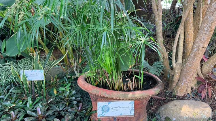 Cyperus, Tanaman Air yang Menyerap Nutrien dari Lingkungan Perairan