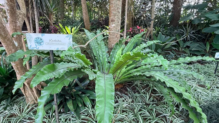 Kadaka Bukan Sekadar Tanaman Hias di Taman