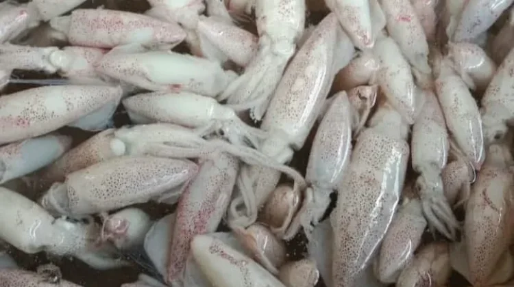 Cumi, Hewan Laut Kaya Nutrisi Penting