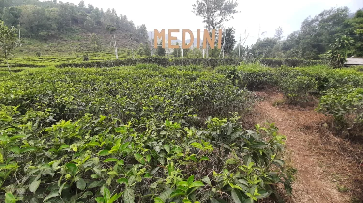 Wisata Kebun Teh Medini di Lereng Gunung Ungaran