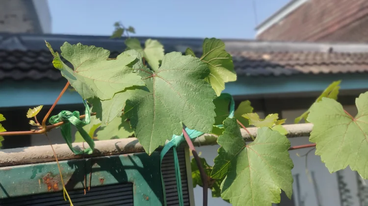 Manfaat Ganda Tanaman Anggur, Buah dan Peneduh Alami
