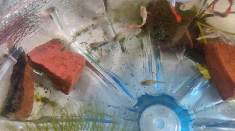 Data Tahan Kuat, Ikan Guppy Tetap Perlu dirawat