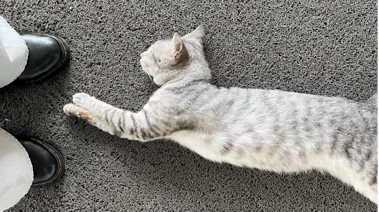 Kucing Gemar Tidur, Ini Alasan Ilmiah di Baliknya