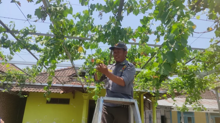 Budidaya Anggur di Halaman Rumah, Setiap Pohon Bisa Hasilnya 50Kg Buah