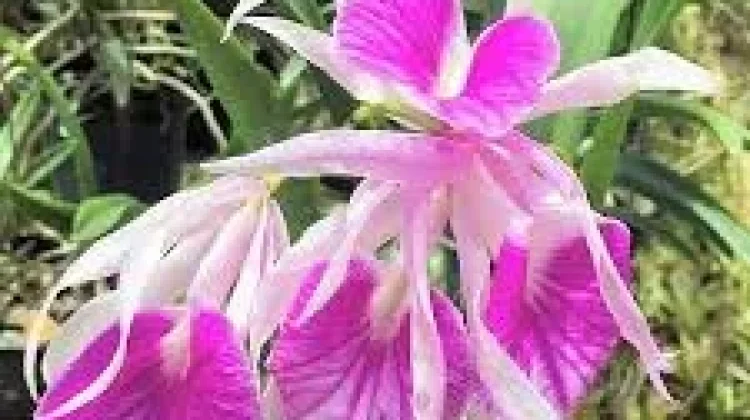 Cattleya Morning Glory si Cantik Tahan Hama