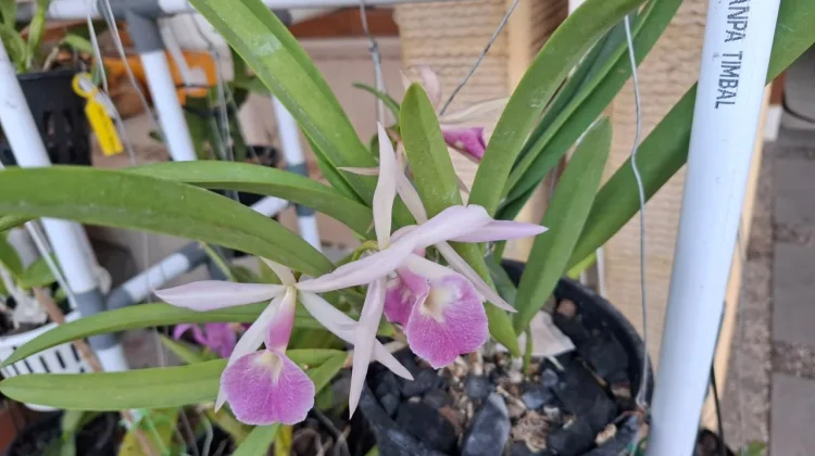 Bunganya Cantik, Mudah Perawatannya inilah Brassocattleya Playa Heradura