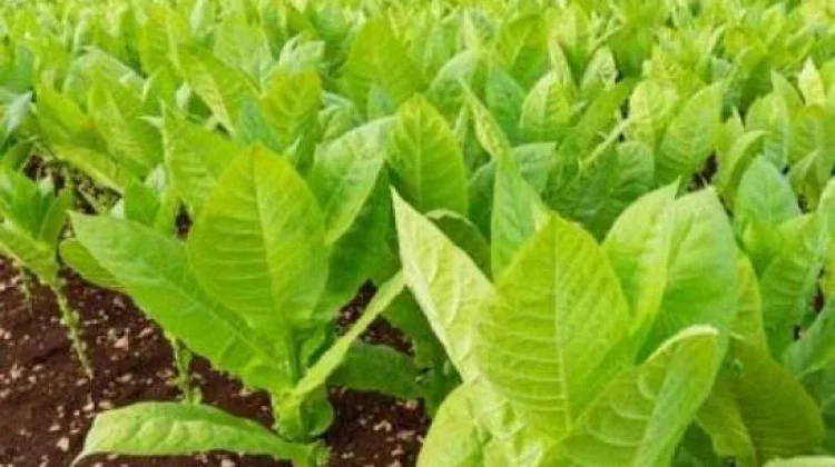 Tembakau sebagai Alternatif Bahan Insektisida dalam Pertanian Organik