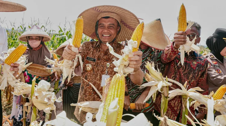 Melimpah di Musim Kemarau, Produksi Jagung Jateng Capai 2,68 Juta Ton