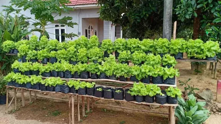 Pemanfaatan Lahan Pekarangan Dukung Ketahanan Pangan Keluarga Semarang
