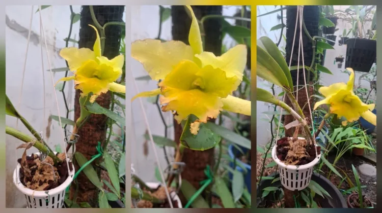Rhyncholaeliocattleya Simba Aromanya Sesegar Lemon